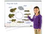 Żaba - cykl rozwojowy