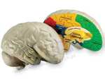 Piankowy model mózgu
