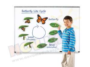 Motyl - cykl rozwojowy