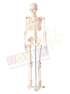 Szkielet człowieka 80 cm